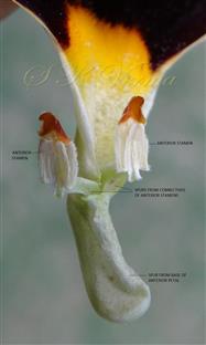  Stamens and Anterior petal with spurs